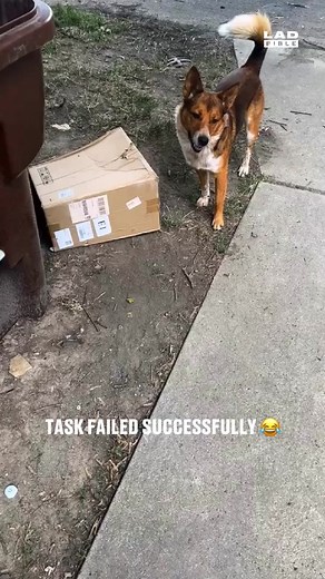 Hilarious Dog Fails with a Twist | Watch Till the End!