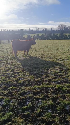 If you're around #laois and can drop by Emo Court you will get to see a beautiful small herd of Highland cows. The actually moo in a Scottish accent 😜