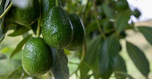 Voici exactement comment tailler votre avocatier en novembre pour avoir de succulents avocats toute l’année