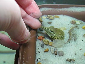 How to Set Up an Aquarium for a Baby Softshell Turtle