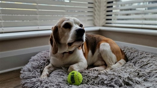 Midnight squeaks reveal my beagle’s secret training plan