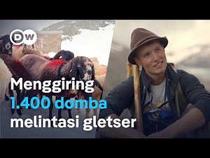 Para gembala domba pemberani, melawan bahaya Pegunungan Alpen | DW Dokumenter
