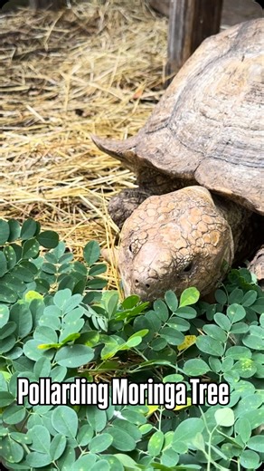 Patrick Lang on Instagram: "🪚 Main benefit of Pollarding: Ease of next harvest 🌿 Benefits of pollarding you seek depend on the context as well, in my context I am using this moringa tree to nitrogen fix my Hawaiian Papaya right next to it. Every time I prune the moringa more nitrogen is pulled from deeper in the soil and stored for papaya to access and use with its shallow root system. Nitrogen fixing trees are great and a real blessing to work with in poor soil like in this area of the proper