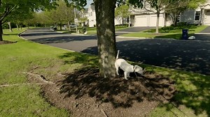 杰克·罗素㹴，狗在公园的树上大便 库存影片视频（100% 免版税）3850262643 | Shutterstock