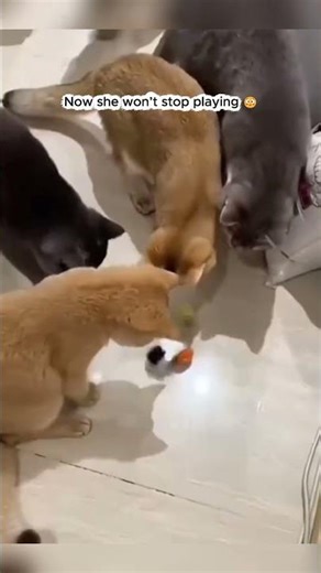 This Remote Cat Toy Is Pure Genius!