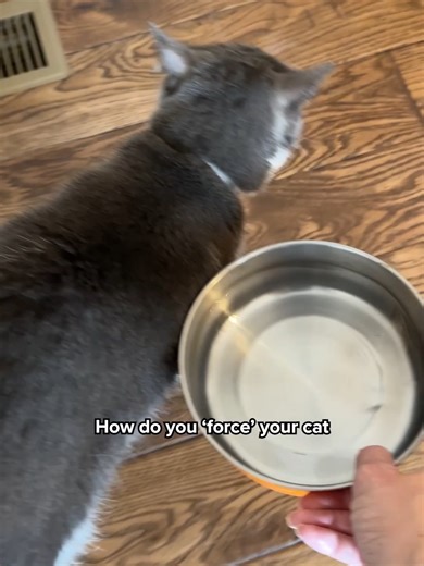 600,000 cat parents use Kitty Spout to hydrate their furry friends. Time to ditch the plastic!