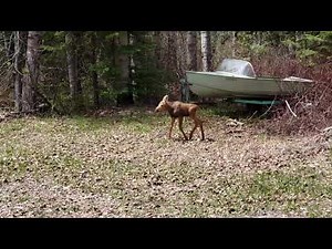 Moose calf enounter, part 2. Hear it crying out for its mother!