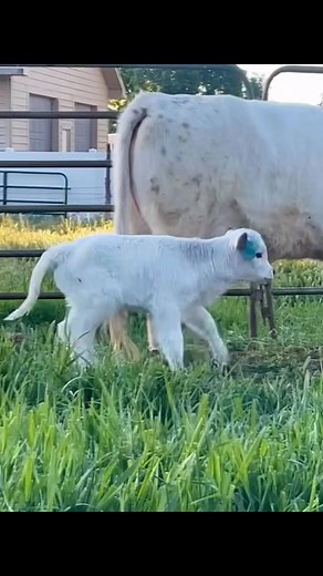 Well, here she is. 2 days old and full of it. Suspected non Chondro, pending testing. She will be available upon weening time. | Matt Haskell