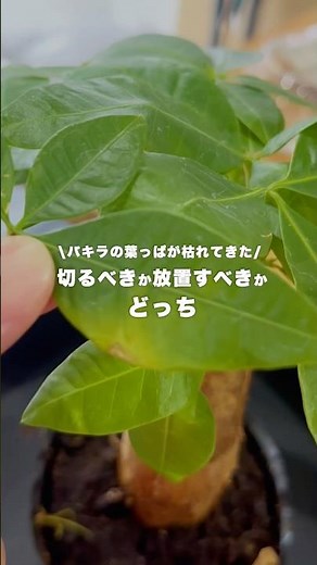 パキラの葉っぱが黄色くなった #観葉植物 #観葉植物インテリア #パキラ