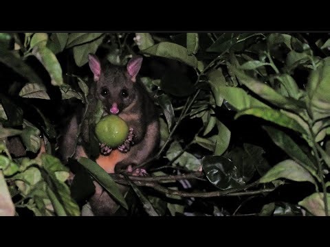 Watch Wild Possums Discover Citrus Fruit | Relaxing Nature Footage