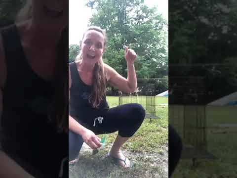 How to trap a cat who won’t go into a standard humane trap or a drop trap.