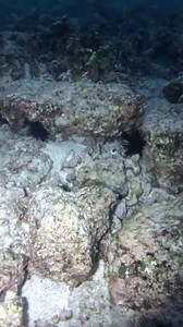 Hey squidward, we're swimming with sharks... at night