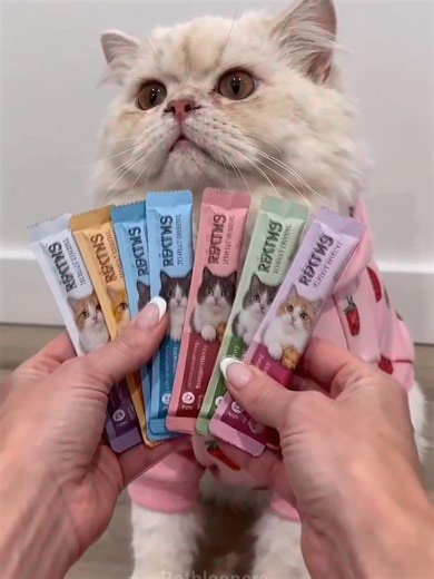 Understanding Your Cat's Bad Thoughts 😺