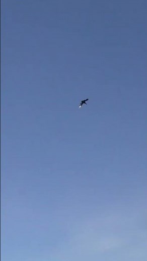 Epic Bird Hunt Highlights | Real Outdoor Hunting USA