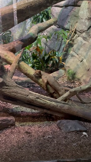 DYK that fossa are the largest mammalian carnivores on the island of Madagascar? They are considered a top predator and are known to hunt high up in trees to feed on lemurs, lizards, and birds. Fossas communicate through scent, so they will mark rocks, trees and other areas which allows them to keep track of each other and their territories. Here, Toro is using the scent glands on his chest to mark this tree branch. Learn more about our fascinating fossa on exhibit in Madagascar! 🎥: Keeper Jess