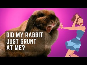 Why is My Rabbit Grunting? ALL the Reasons Why!