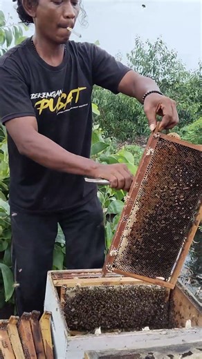 Harvesting a beehive 👌 #shortvideo #bee #honey
