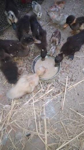 baby duck feeding Video | battakh ke bachhe #shorts #duck #duckling #murgipalan #battackpallan