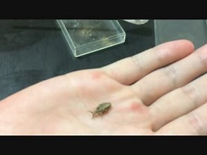 蟻戦争＃81 アリジゴクの毒編