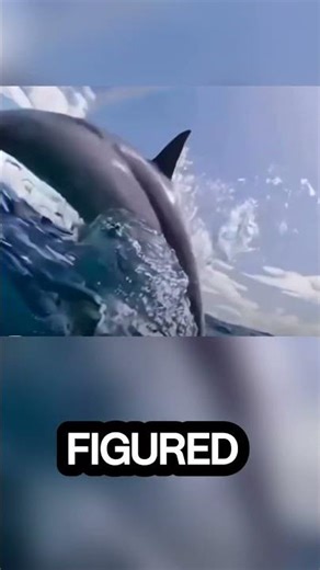 Why Dolphins Swim in Front of Giant Ships#dolphin #shipping #energy #waves