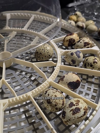Incubating Quail Eggs: A Step-by-Step Guide