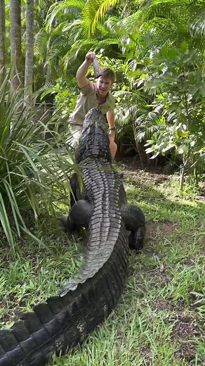 Of course… 🤷‍♂️ | steve irwin