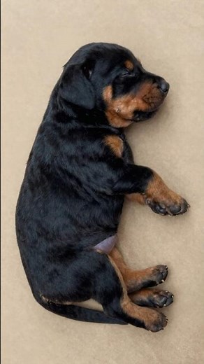 Doberman Puppies: Black, Blue, Red & Fawn 🐾⚡
