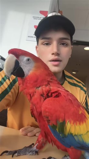 Please help me find out what’s the problem 🥺🥺🥺 #scarletmacaws #scarletmacaw #macaw #parrot #macawlovers