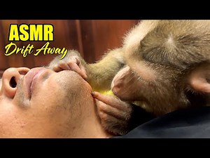 Ultimate Close-Up Monkey Grooming & ASMR Mouth Sounds | Drift Away Relaxation