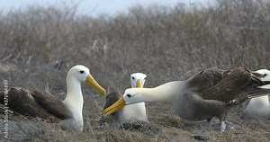 Galapagos animals. Galapagos Albatross aka Waved albatrosses mating dance courtship ritual on Espanola Island, Galapagos Islands, Ecuador. Typical Social behaviour and interactions.