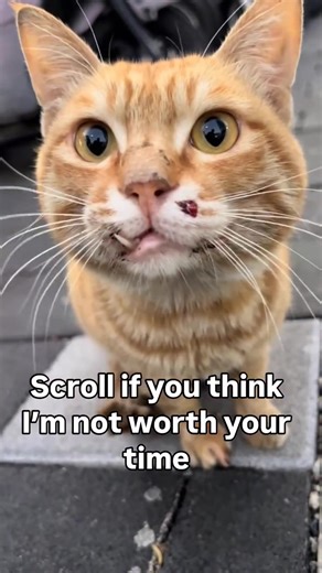 Every day on the streets was a battle for him. Today, he finally gets to rest. This beautiful baby is now safe in our care 🤍 #cats #help #fyp #viral #rescue