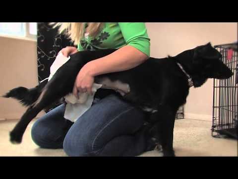 How to Diaper a Dog