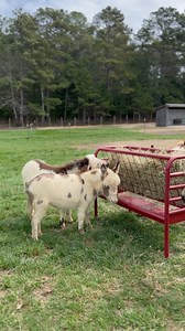 134 reactions | Donkeys have a very different metabolism than horses....