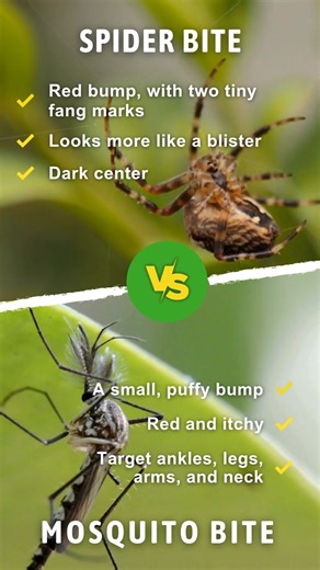 Ever get a mysterious bite and wonder… was it a mosquito or a spider? 🤔 While both can leave you itching, the bites tend to look different. Understanding the difference helps you decide the right treatment! #MosquitoJoe #Neighborly #SpiderVsMosquito | Mosquito Joe of Charlotte