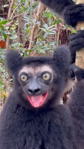 Animal Empire on Instagram: "Sounds of amazing creatures"