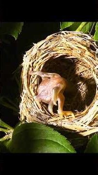 The Cuckoo Bird Master Of Nest Deception #cuckoobird