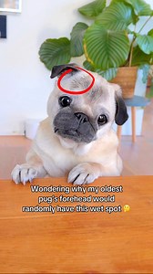 1.2M views · 41K reactions | It’s always the exact same spot 樂 #pug #dog #dogsofinstagram #pugsofinstagram #WeeklyFluff | Loulou the pug | Facebook