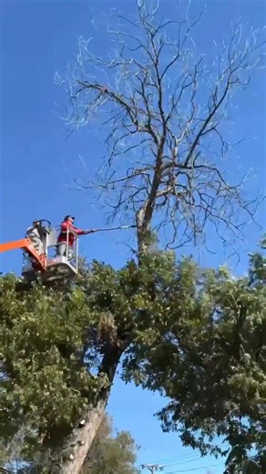 We cut this 25ft dead branch from top of the tree safely | Bullseye lawn and tree LLC