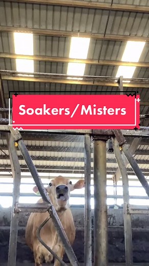 Cool cows are happy cows #dairyfarm #cowcomfort #educational #heatwave