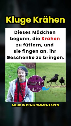 Dieses Mädchen fütterte Krähen und sie brachten ihr Geschenke! 🐦💎