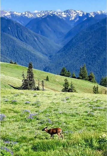 Stunning Views at Hurricane Ridge, No Hiking Needed