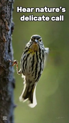 Finch Bird Call 🐦 | Sweet & Cheerful Ringtone from Nature #birdsound #birdsong #birds #wildlife