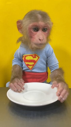 167K views · 617 reactions | Smart Monkey Review Three Ball Color Chocolate Candy #review #threeball #chocolate #candy #funny #sleepybaby #sweetmonkey #monkeyplaying #monkey #monyet #funnymonkey #smartmonkey #monkeyreview #monyet #monyetmakan #cutemonkey #monyetlucu #reel #reelfb | Kera Lucu | Facebook