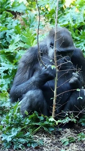Gorilla Facts for Kids | Animal Facts Episode 75