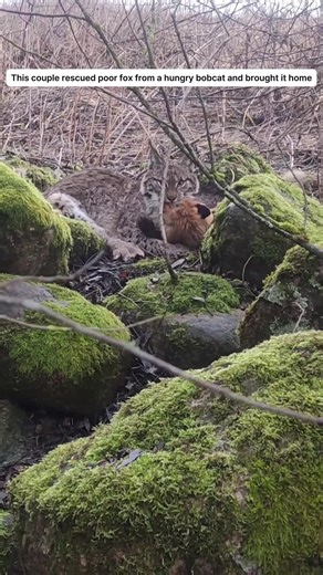 Couple Rescues Fox from Bobcat: A Heartwarming Rescue Story