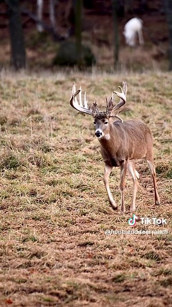 Whitetail Hunting Insights at Hunts End Deer Ranch