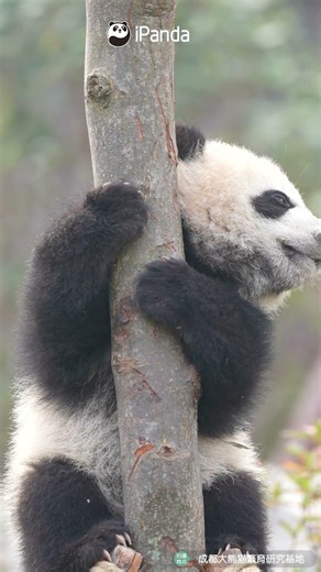 Panda? No, I'm A Koala | iPanda #shorts