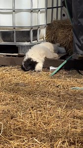 Kids are out exploring, cats are roaming, chickens are free ranging, dogs are sun bathing and I feel like I’m doing it right along with them! The sun is bright and warm. | Grit by Grace Acres