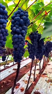 Amazing Benefits of Grapes | Improve Health, Skin & Heart Naturally