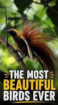 Top 25 Most BEAUTIFUL Birds Ever 😍